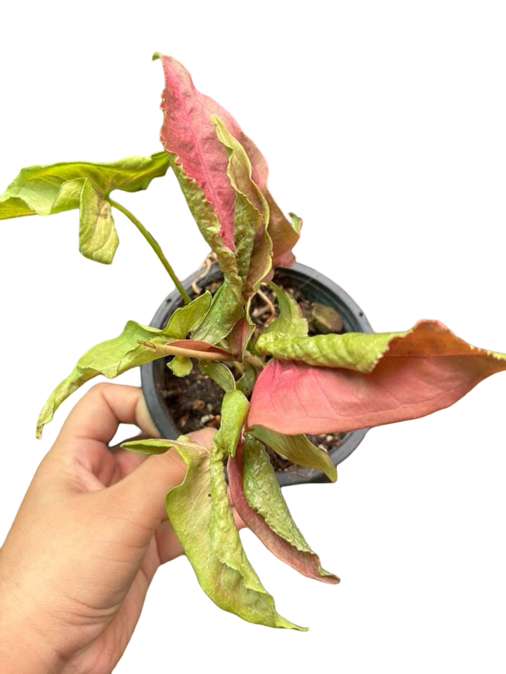Syngonium “Red Slender” — Big Size Mother Plant | Pot 5” | Set of 3 Plants