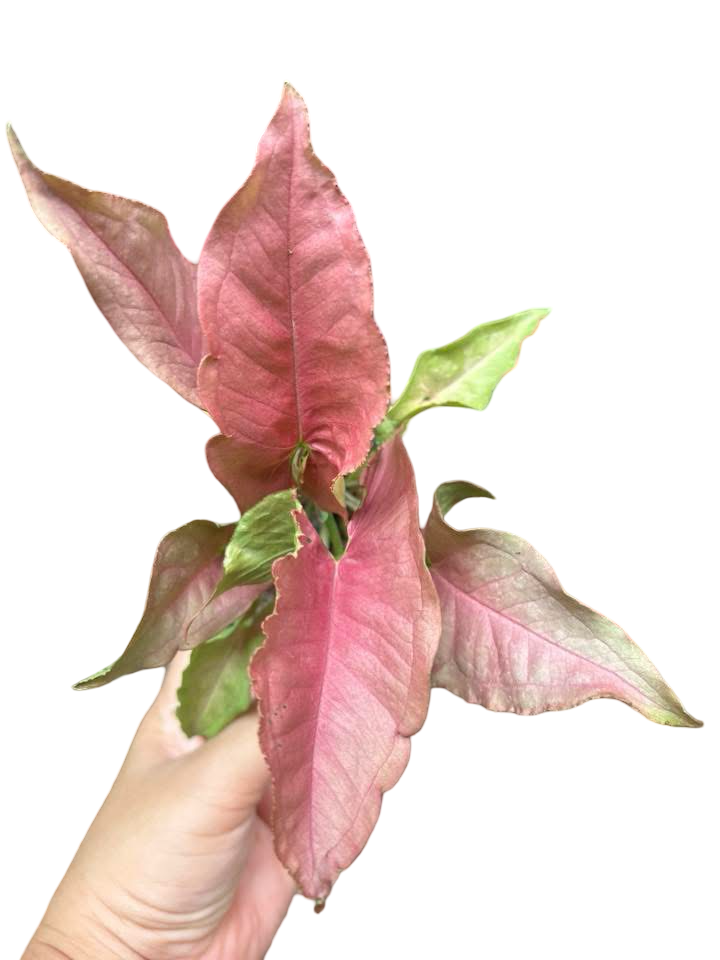Syngonium “Red Slender” — Big Size Mother Plant | Pot 5” | Set of 3 Plants