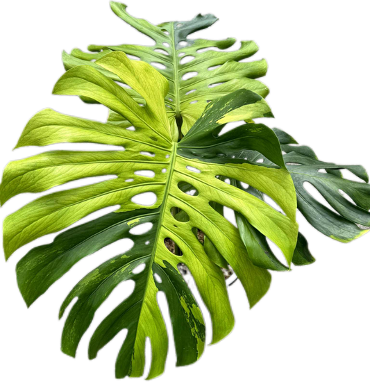 Monstera deliciosa “Golden Lime Variegated” – Unique Seed Mutation, One of a Kind