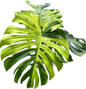 Monstera deliciosa “Golden Lime Variegated” – Unique Seed Mutation, One of a Kind