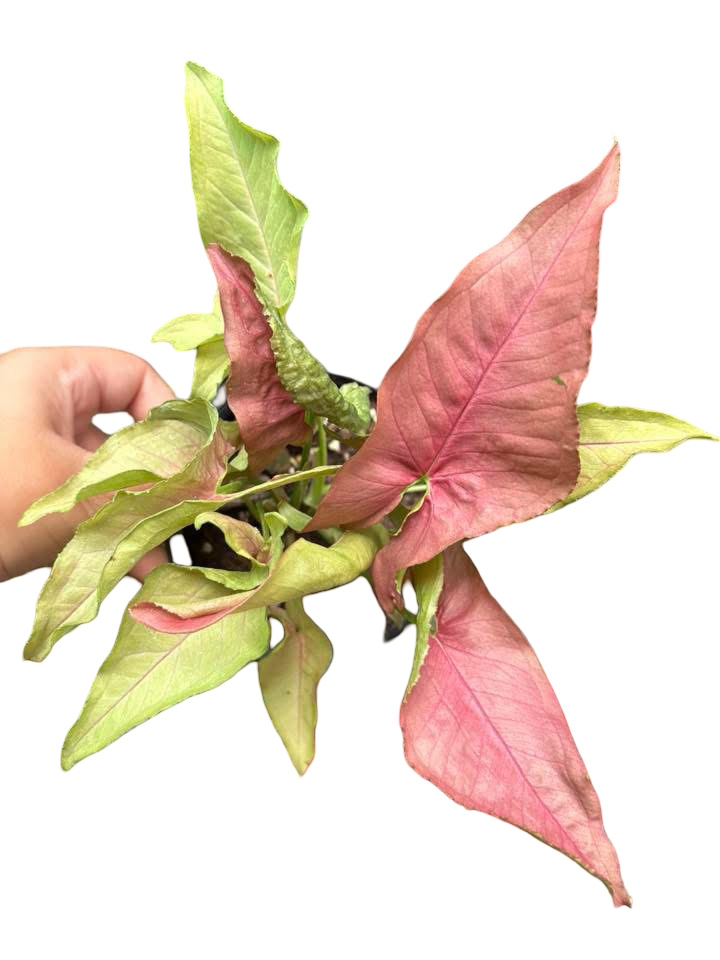 Syngonium “Red Slender” — Big Size Mother Plant | Pot 5” | Set of 3 Plants