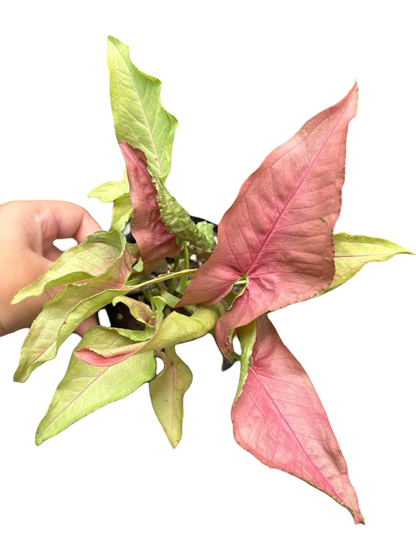 Syngonium “Red Slender” — Big Size Mother Plant | Pot 5” | Set of 3 Plants