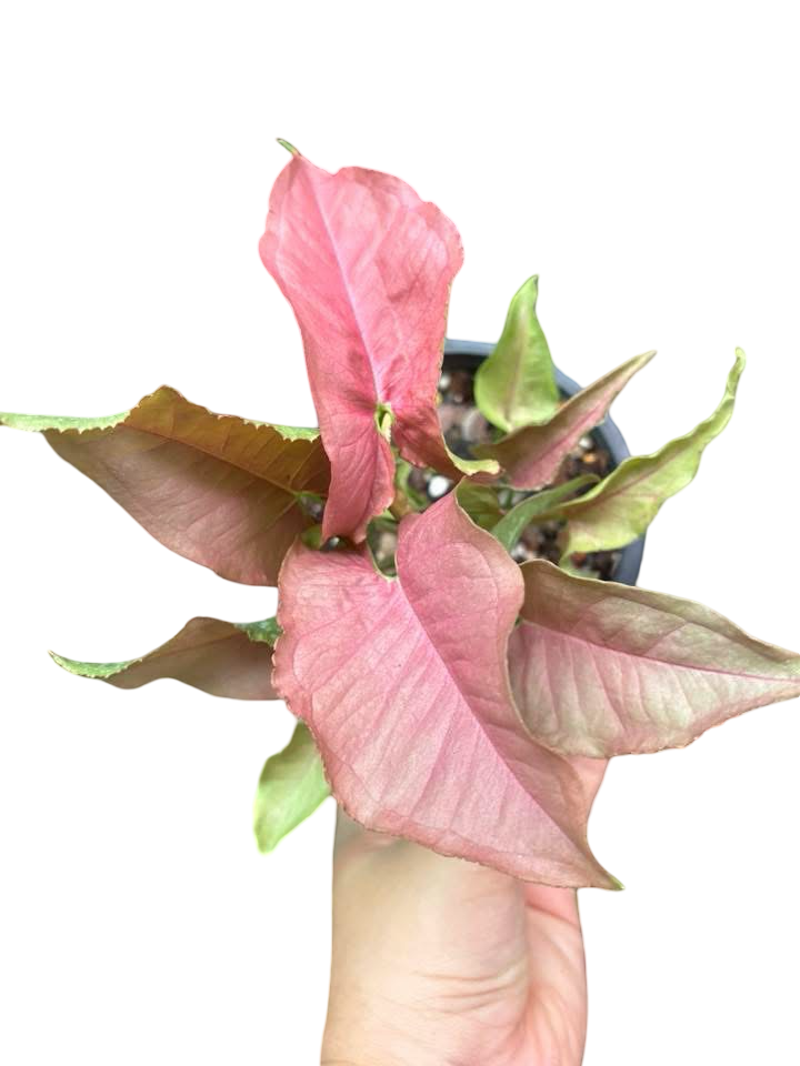 Syngonium “Red Slender” — Big Size Mother Plant | Pot 5” | Set of 3 Plants