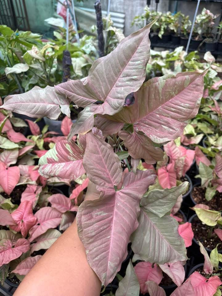 Syngonium “Pink Cloud” — Extra Large Mother Plant | Pot 5” | Set of 5 Plants