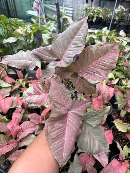 Syngonium “Pink Cloud” — Extra Large Mother Plant | Pot 5” | Set of 5 Plants