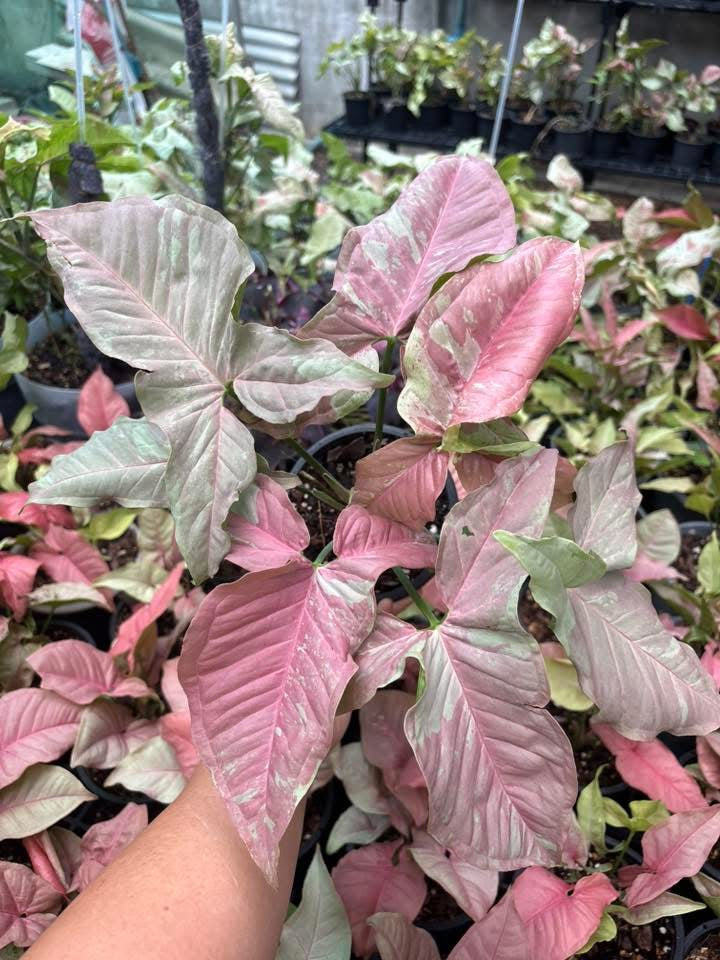 Syngonium “Pink Cloud” — Extra Large Mother Plant | Pot 5” | Set of 5 Plants
