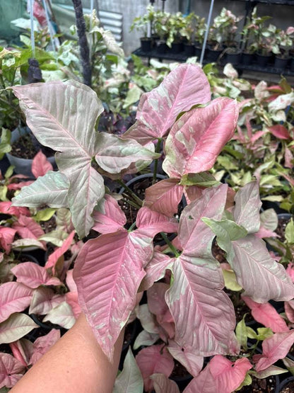 Syngonium “Pink Cloud” — Extra Large Mother Plant | Pot 5” | Set of 5 Plants