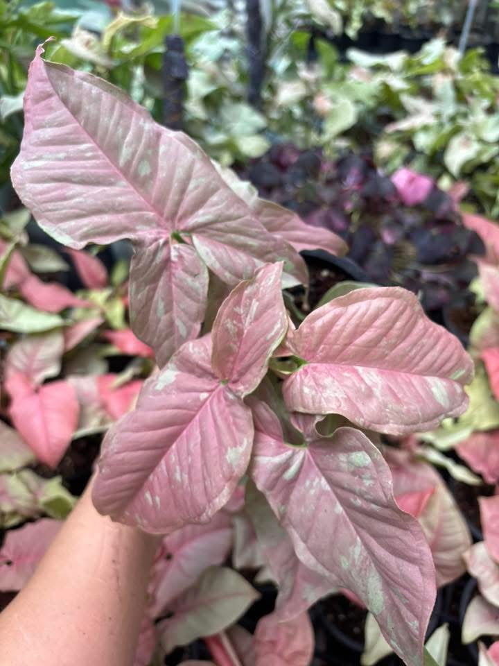 Syngonium “Pink Cloud” — Extra Large Mother Plant | Pot 5” | Set of 5 Plants