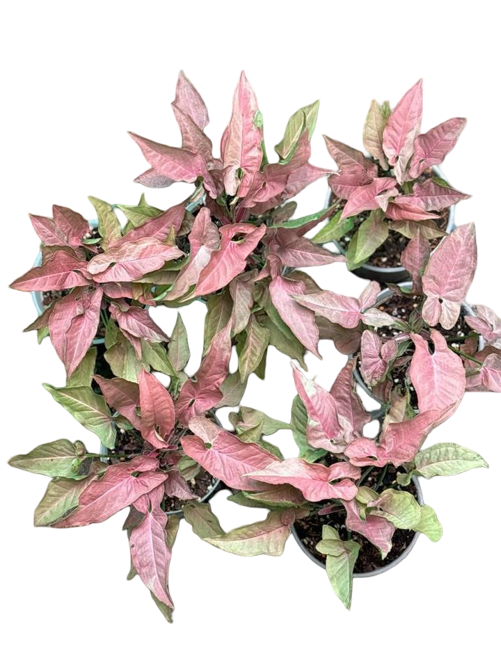 Syngonium “Red Feather Pink on Pink” — Mother Plant Size | Pot 6”
