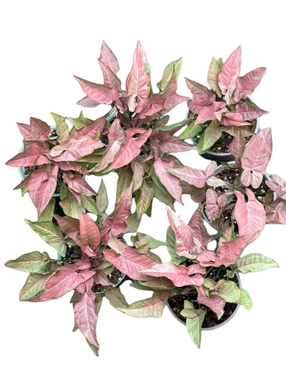 Syngonium “Red Feather Pink on Pink” — Mother Plant Size | Pot 6”