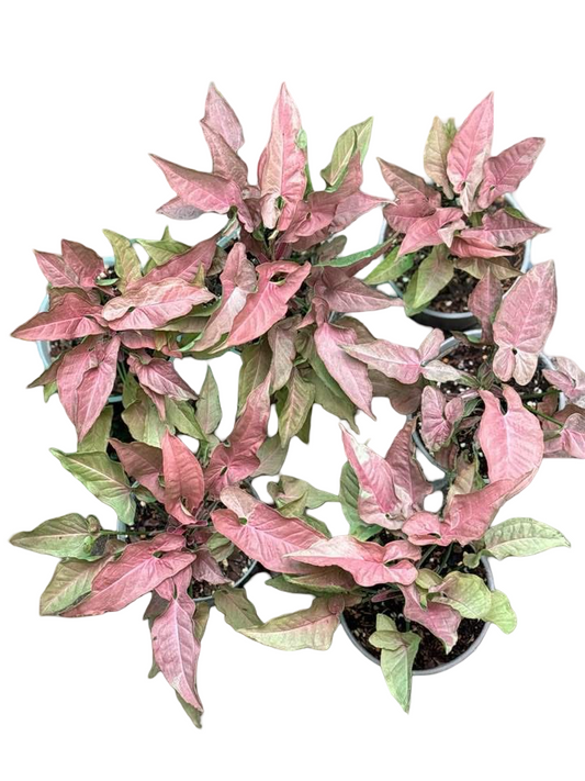 Syngonium “Red Feather Pink on Pink” — Mother Plant Size | Pot 6”