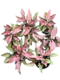 Syngonium “Red Feather Pink on Pink” — Mother Plant Size | Pot 6”