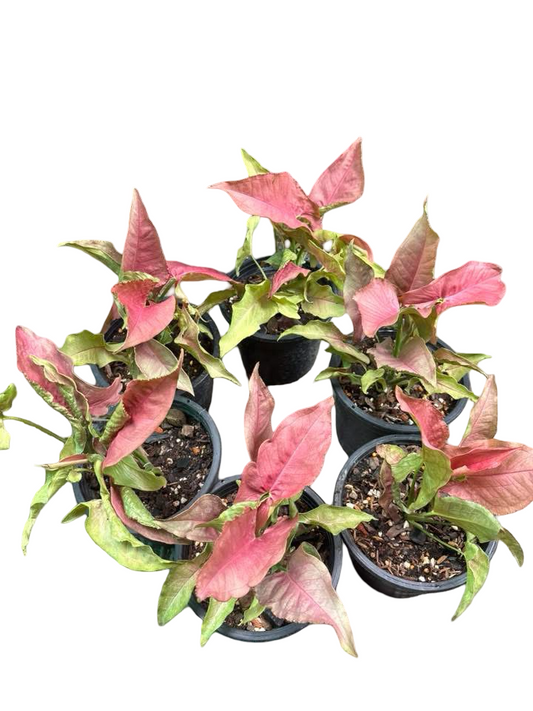 Syngonium “Red Slender” — Big Size Mother Plant | Pot 5” | Set of 3 Plants