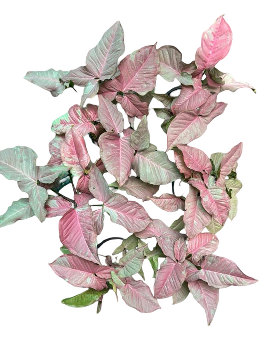 Syngonium “Pink Cloud” — Extra Large Mother Plant | Pot 5” | Set of 5 Plants