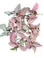 Syngonium “Pink Cloud” — Extra Large Mother Plant | Pot 5” | Set of 5 Plants