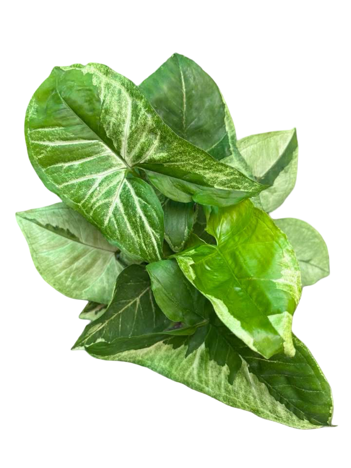 Syngonium “Brown Lava” — Big Size Mother Plant | Pot 6” | Set of 5 Plants