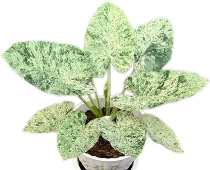 Alocasia odora “Batik” – Set of 10 Plants