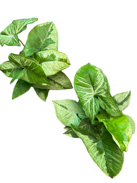 Syngonium “Brown Lava” — Big Size Mother Plant | Pot 6” | Set of 5 Plants