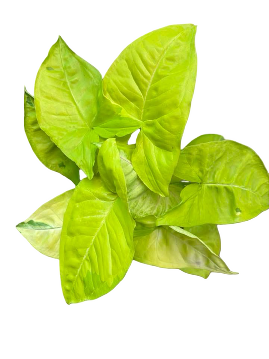 Syngonium “Lemon Lime” 🍋‍🟩 — Big Size Mother Plant | Pot 6”