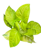 Syngonium “Lemon Lime” 🍋‍🟩 — Big Size Mother Plant | Pot 6”