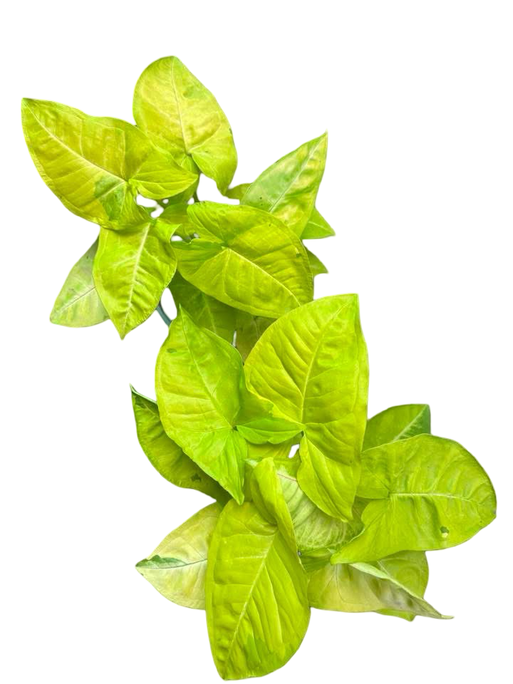 Syngonium “Lemon Lime” 🍋‍🟩 — Big Size Mother Plant | Pot 6”