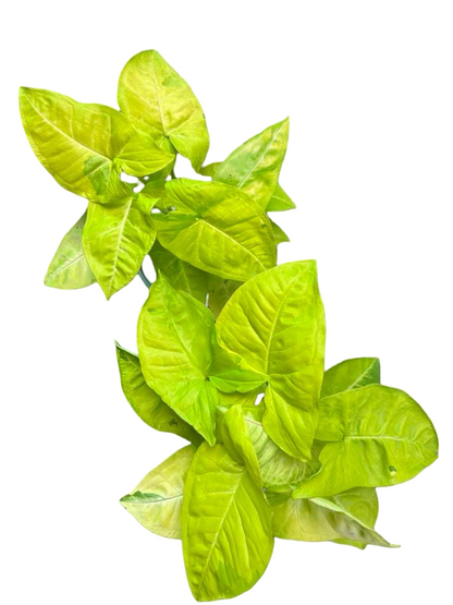 Syngonium “Lemon Lime” 🍋‍🟩 — Big Size Mother Plant | Pot 6”