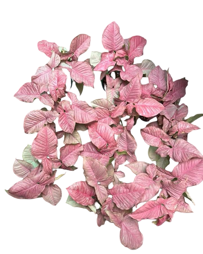 Syngonium “Pink Venom” — Extra Large Mother Plant | Pot 5” | Mature Nodes & Aerial Roots