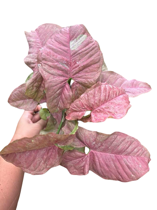 Syngonium “Pink Venom” — Extra Large Mother Plant | Pot 5” | Mature Nodes & Aerial Roots