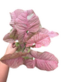 Syngonium “Pink Venom” — Extra Large Mother Plant | Pot 5” | Mature Nodes & Aerial Roots