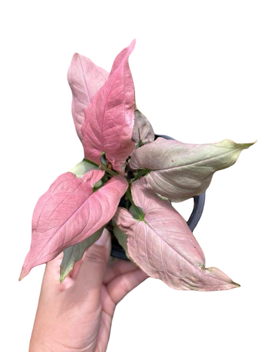 Syngonium “Sting Gray” — Big Size Mother Plant | Pot 5” | Set of 3 Plants