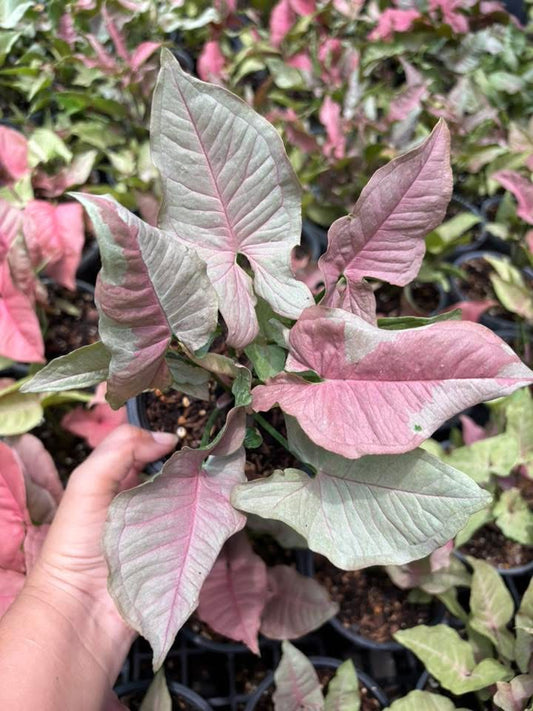 Syngonium “Pink Jade Unicorn” — Big Size Mother Plant | Pot 5” | Set of 5 Plants