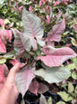 Syngonium “Pink Jade Unicorn” — Big Size Mother Plant | Pot 5” | Set of 5 Plants