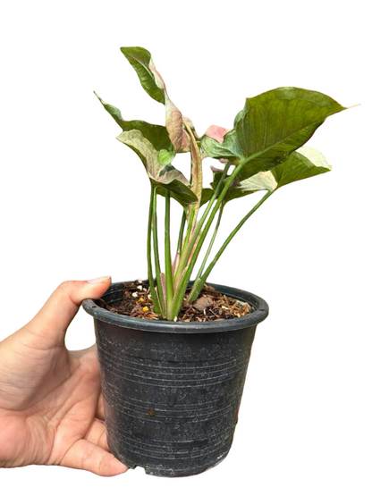 Syngonium “Pink Jade Unicorn” — Big Size Mother Plant | Pot 5” | Set of 5 Plants