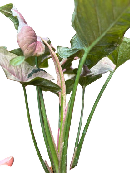 Syngonium “Pink Jade Unicorn” — Big Size Mother Plant | Pot 5” | Set of 5 Plants