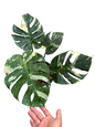 Monstera deliciosa ‘Long Face’ (Rare Form)