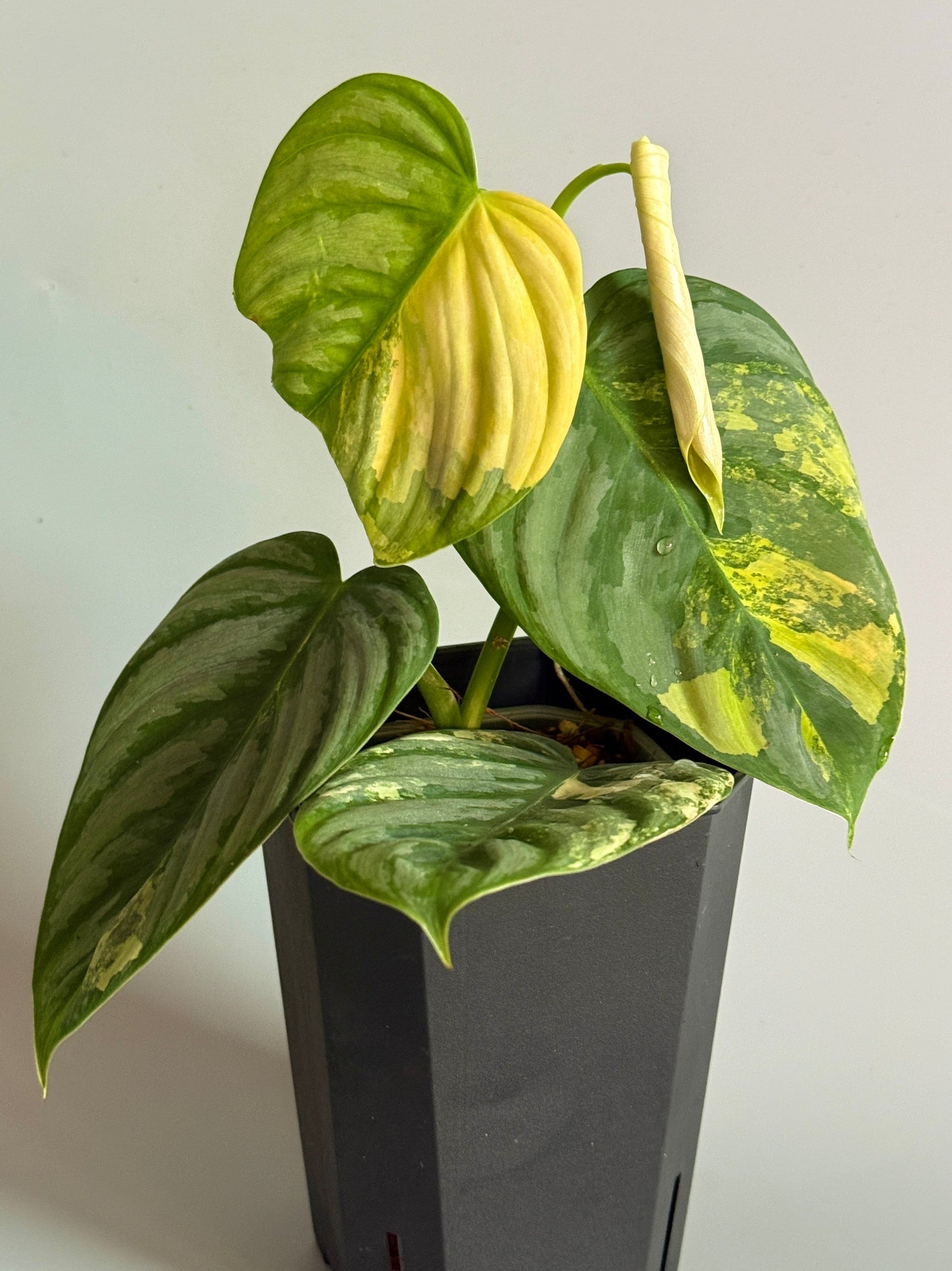 Philodendron Brandtianum Variegated
