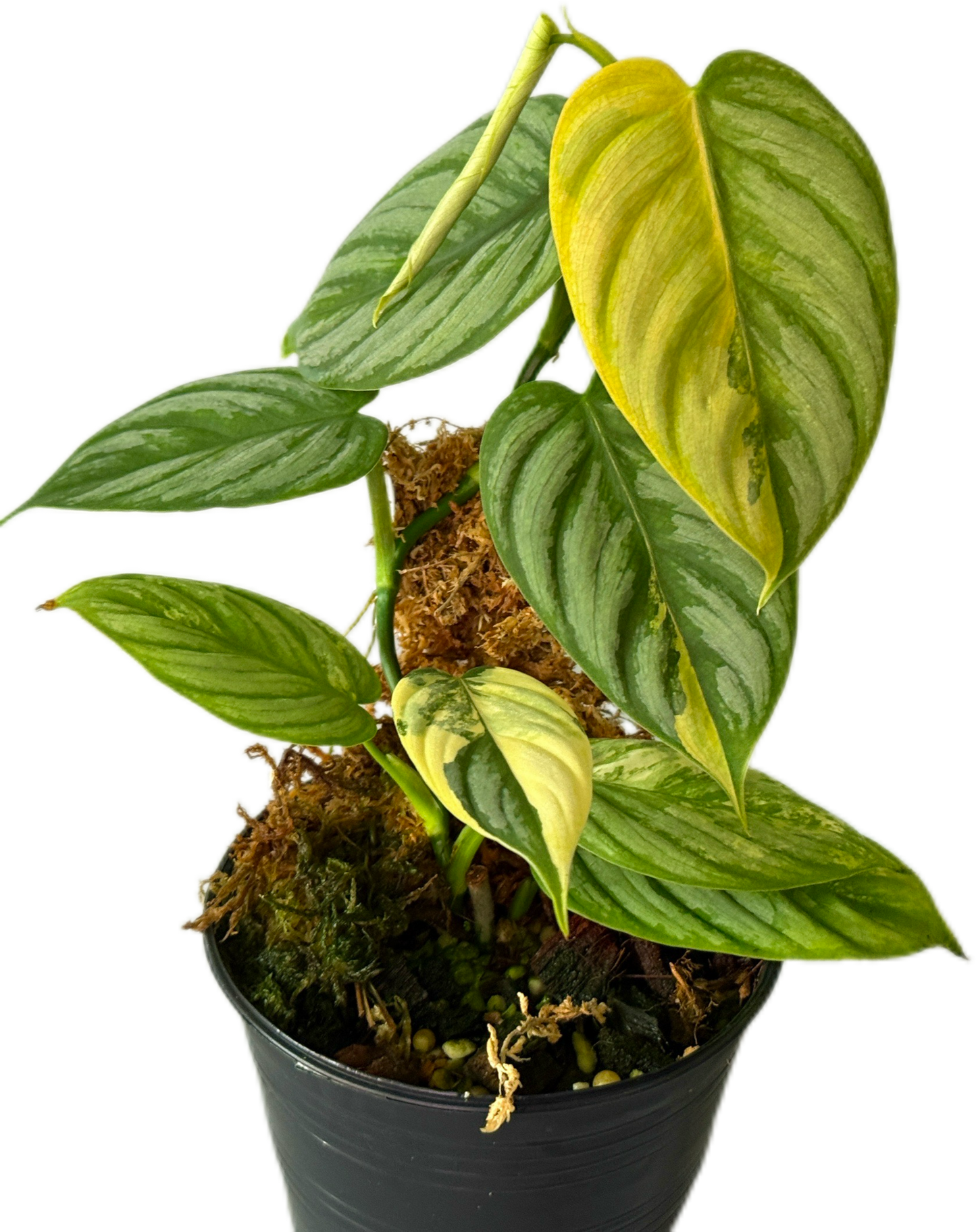 Philodendron Brandtianum Variegated