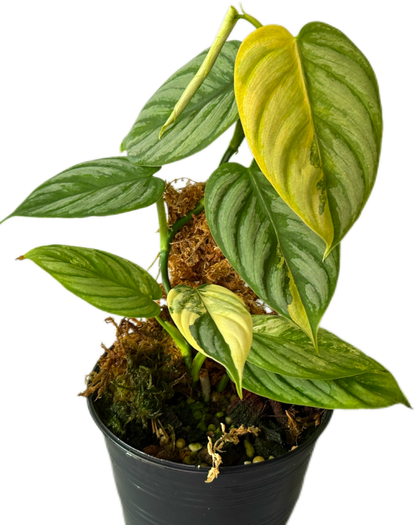 Philodendron Brandtianum Variegated