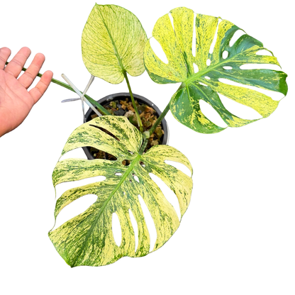 Monstera Deliciosa “Siam Mint” Variegated