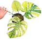 Monstera Deliciosa “Siam Mint” Variegated