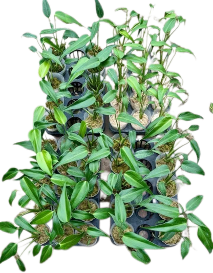 Monstera Burle Marx Flame (Wholesale Set of 10 Plants)