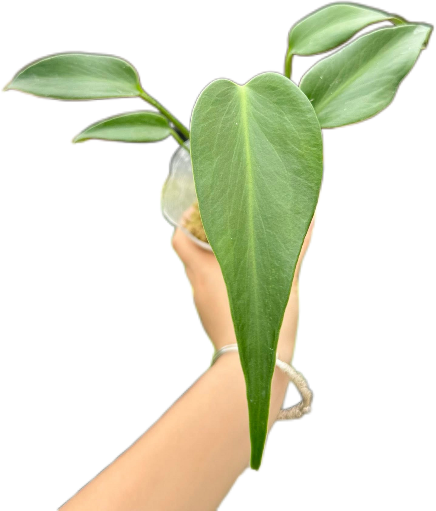 Monstera Burle Marx Flame (Wholesale Set of 10 Plants)