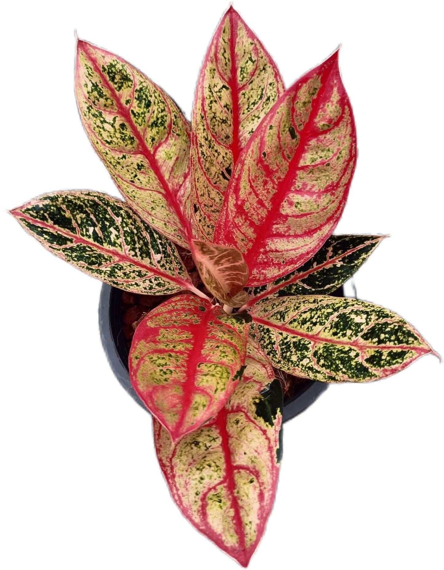 Aglaonema “Diana” Wholesale Set of 10 Plants