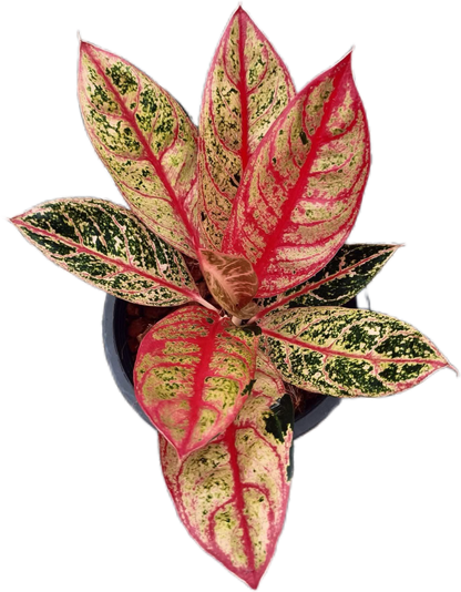 Aglaonema “Diana” Wholesale Set of 10 Plants