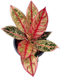 Aglaonema “Diana” Wholesale Set of 10 Plants