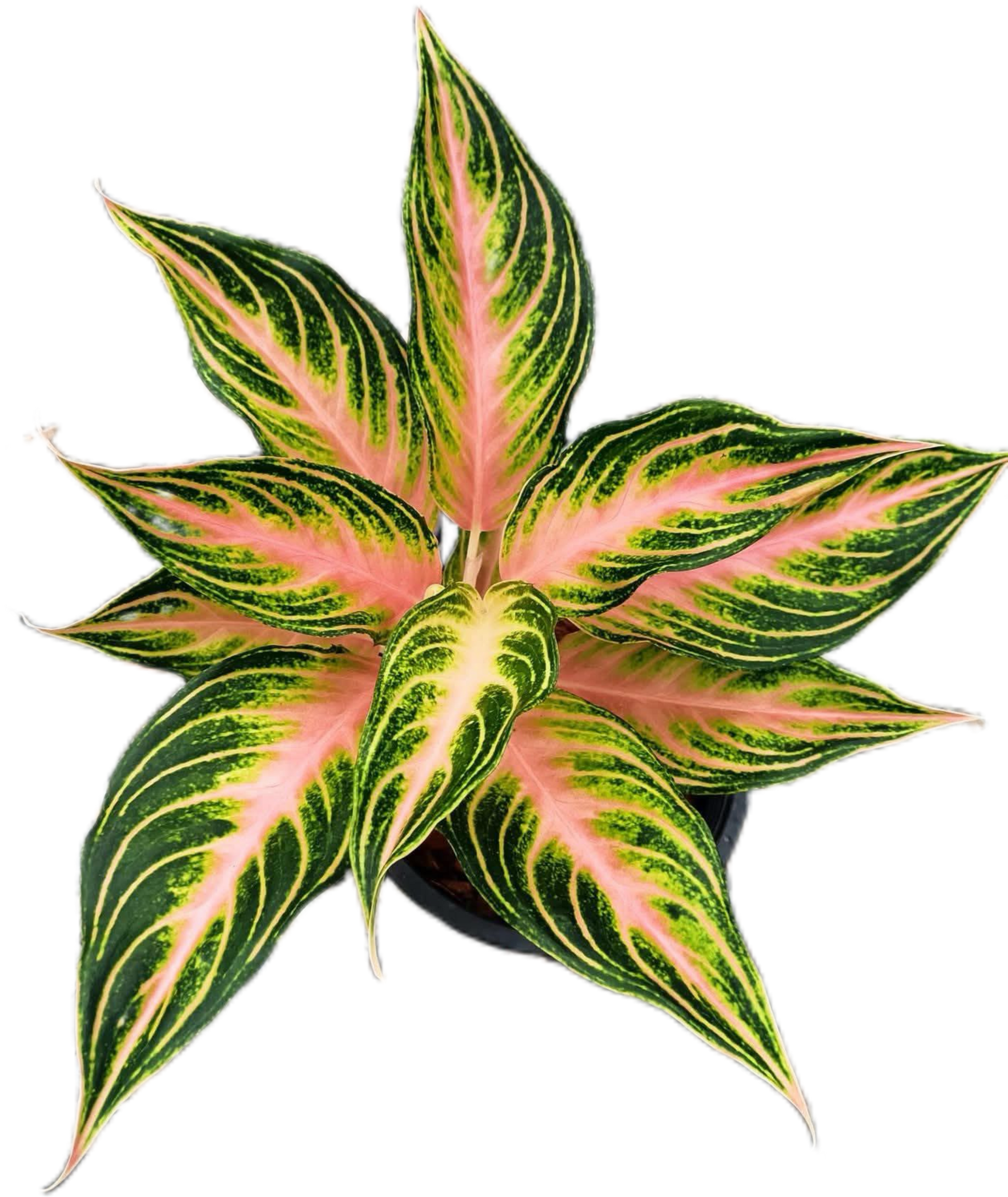 Aglaonema “Pink Panama” Wholesale Set of 10 Plants