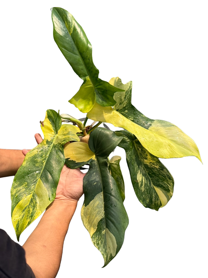 Philodendron Florida Beauty x Bobcee Variegated