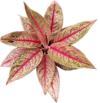 Aglaonema “Legacy Red” Wholesale Set of 10 Plants