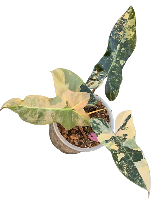 Philodendron “Fiora” Variegated [Florida Beauty x (Mayoi x Black Billietiae)] – New Hybrid Rare Collector’s Edition
