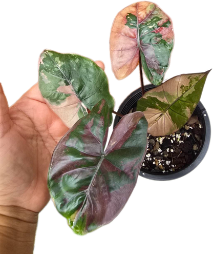 Alocasia Yucatan Princess Pink Variegated